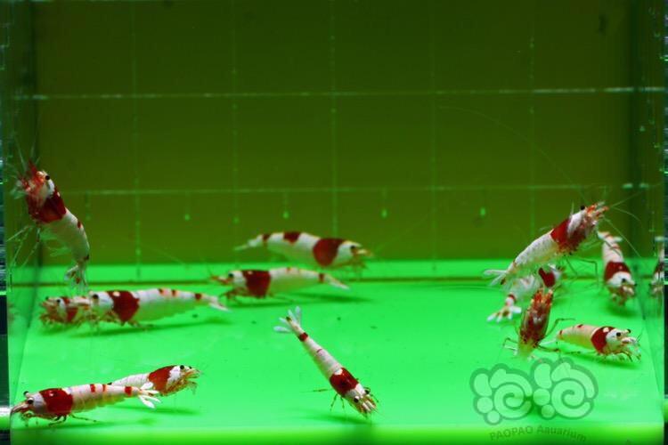 【出售】红白亚成水晶虾-图3