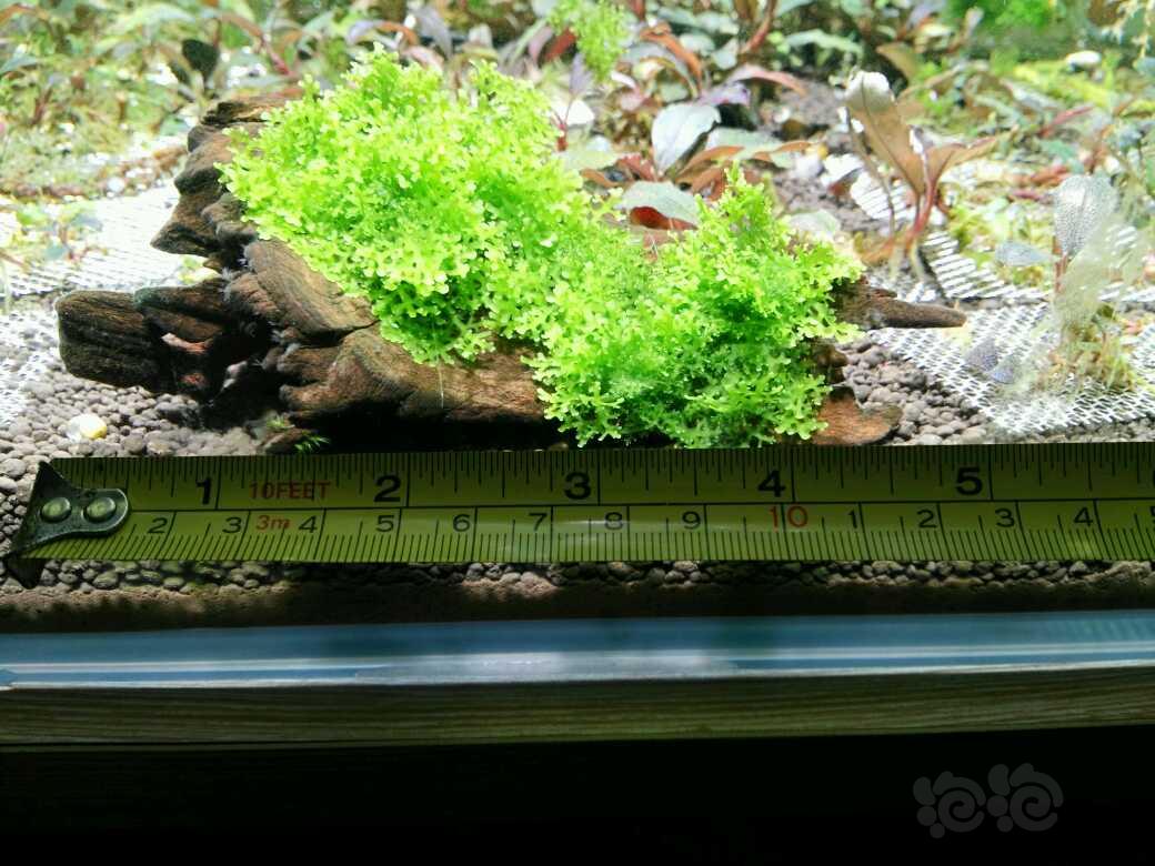 【用品】2018-4-18#RMB拍卖珊瑚沉木一份-图4