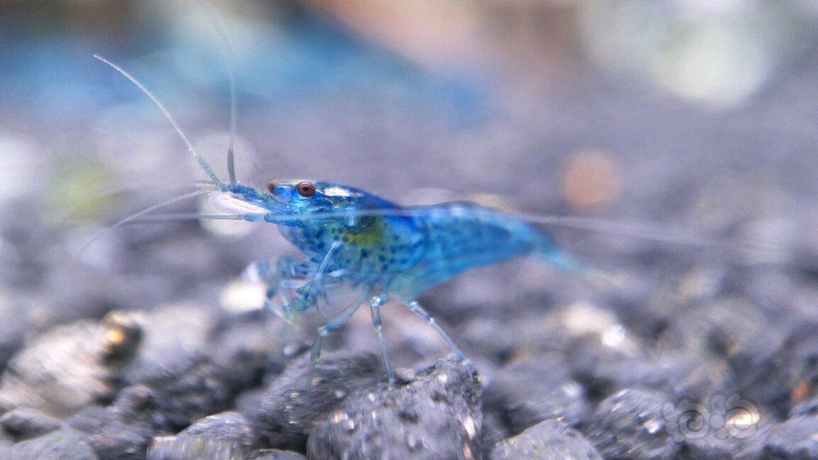 蓝丝绒还是蓝宝石