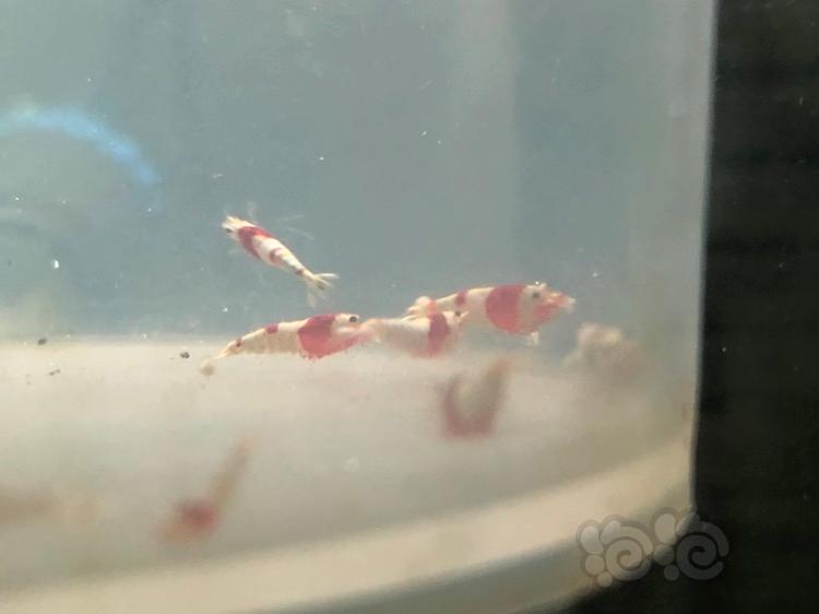 【虾】2018-04-15#RMB拍卖红白水晶虾20只-图2