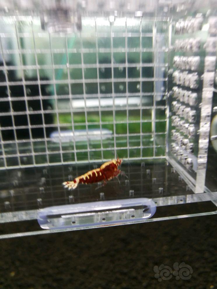 【虾】2018-04-23#RMB拍卖红鱼骨 成母1只-图6
