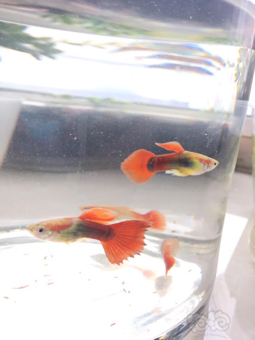 孔雀鱼这是什么品种