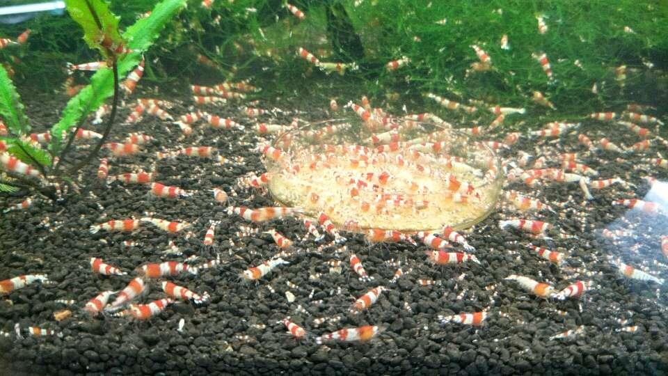 红白练手水晶虾-图4