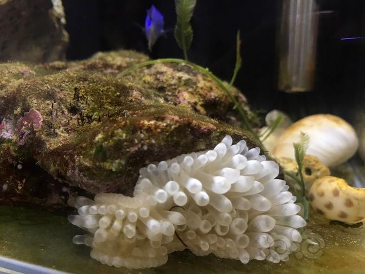 到家三天的纽扣和海葵