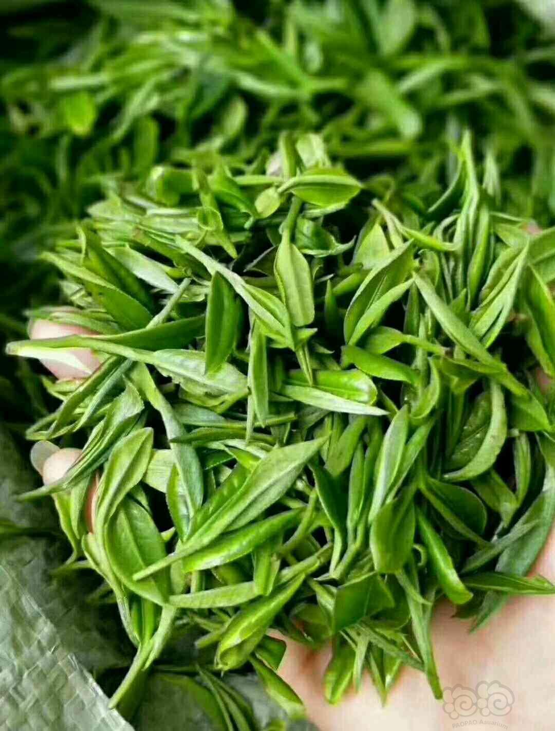 【用品】2018-4-30#RMB拍卖两叶一心绿茶一份-图5