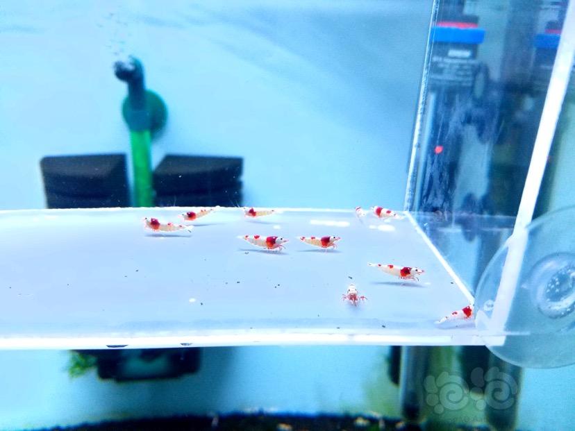 【虾】2018-04-17#RMB拍卖红白水晶虾10只-图2