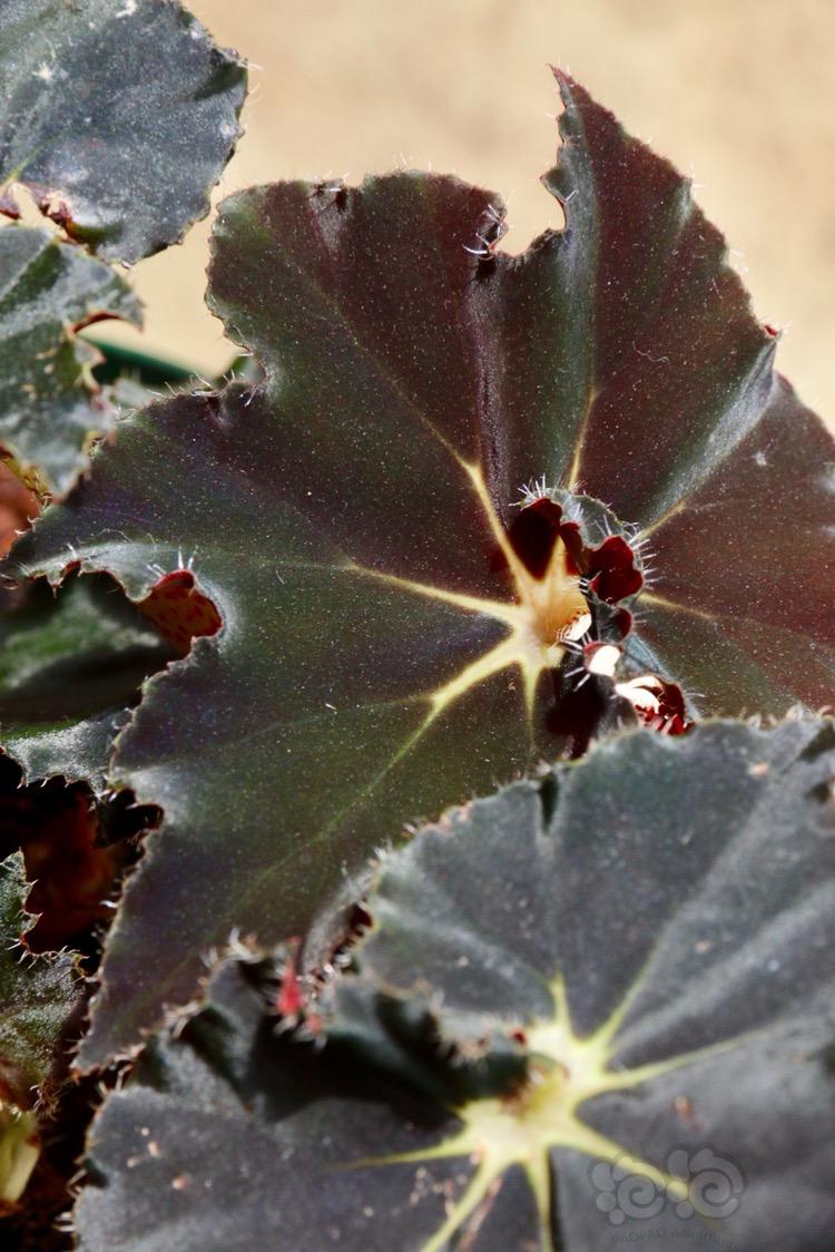 【盆栽】【经验分享】自养一年的秋海棠品种-图5