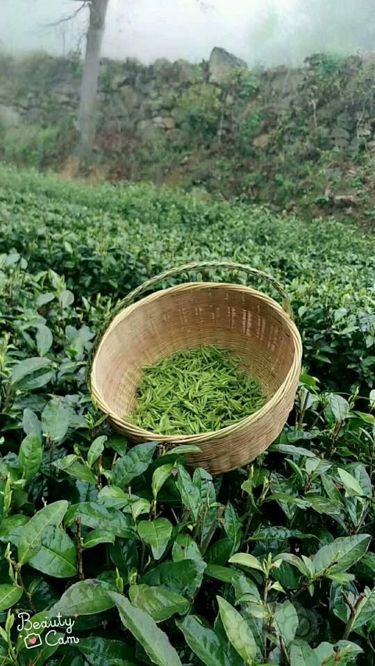 【出售】老家纯天然绿茶-图2