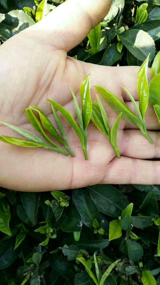 【出售】老家纯天然绿茶-图1