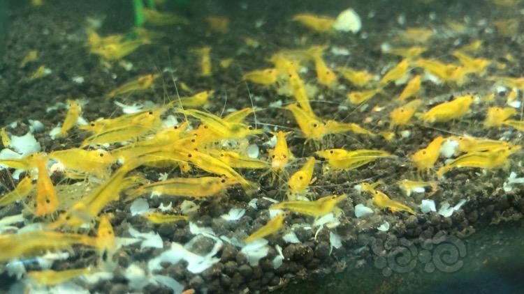 【虾】2018-04-18#RMB拍卖黄金刚水晶虾。-图3