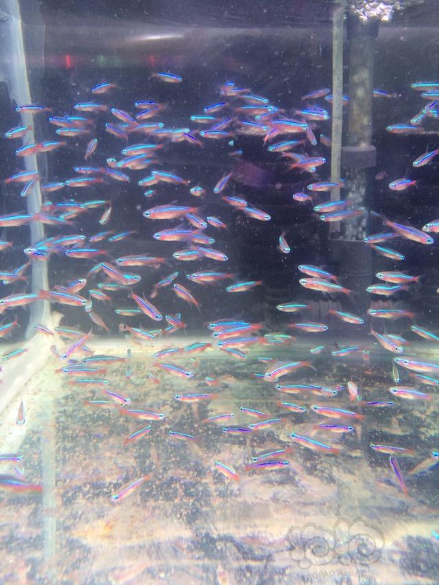 【热带鱼】出点大众灯课鱼和大号大河澡虾-图2