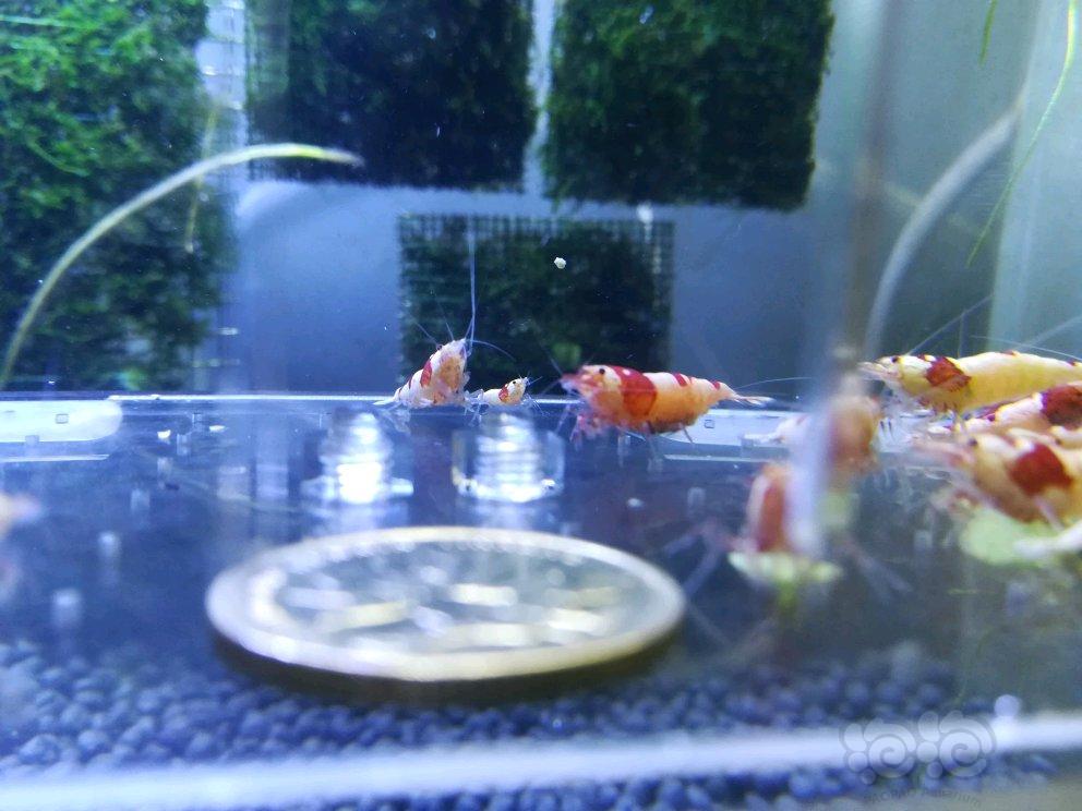 【出售】出售红白水晶虾一组，蓝宝石若干-图2