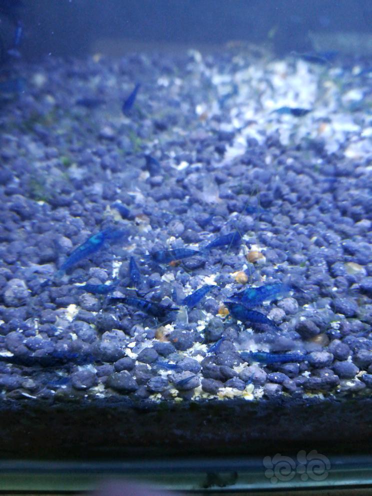 【出售】蓝宝石虾出售-图4