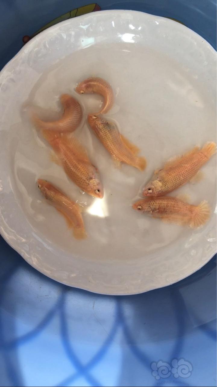 【热带鱼】泰国黄金斗鱼-图3