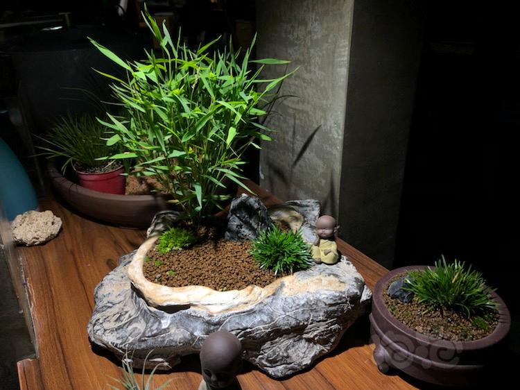 虾盆景