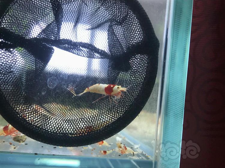 【虾】2018-04-18#RMB拍卖纯血红白公一只-图6
