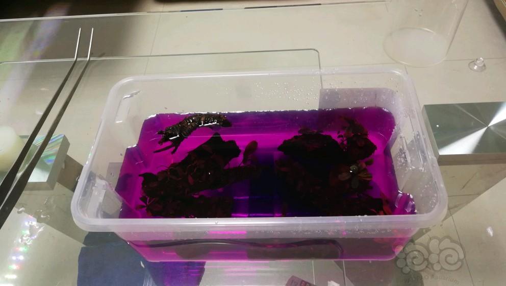 刚从草友那收了些椒榕,准备放虾缸里,绑草的火山岩对虾子有影响吗?