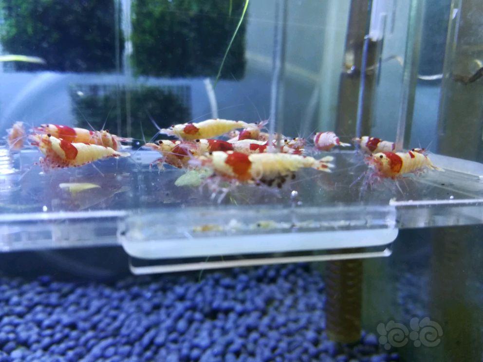 【出售】出售红白水晶虾一组-图1