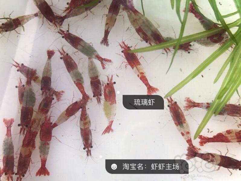 【出售】极火虾琉璃虾樱花虾-图4