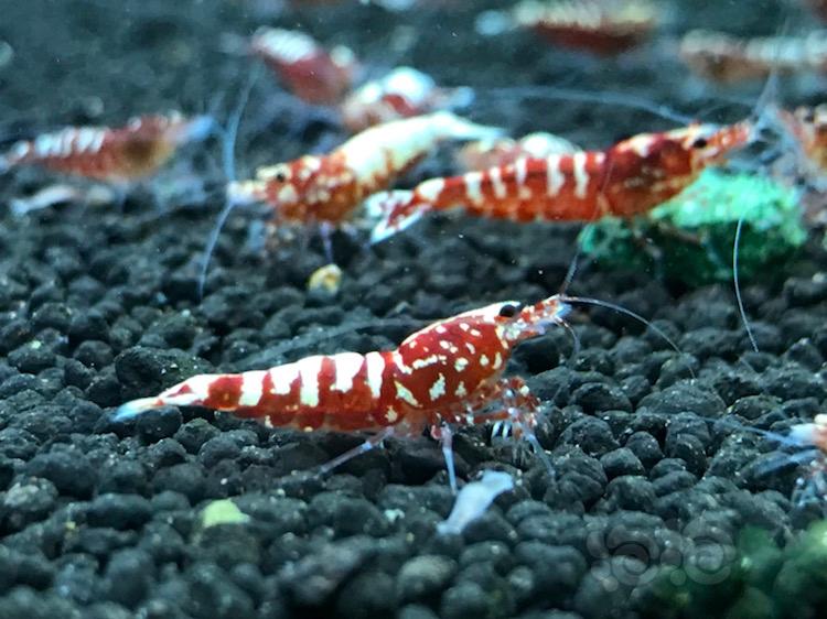 【虾】2018-4-22#RMB拍卖红银河鱼骨2只-图1