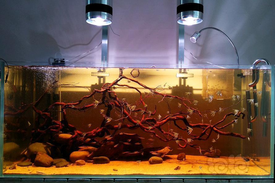 【南美慈鲷】南美缸终于成景了