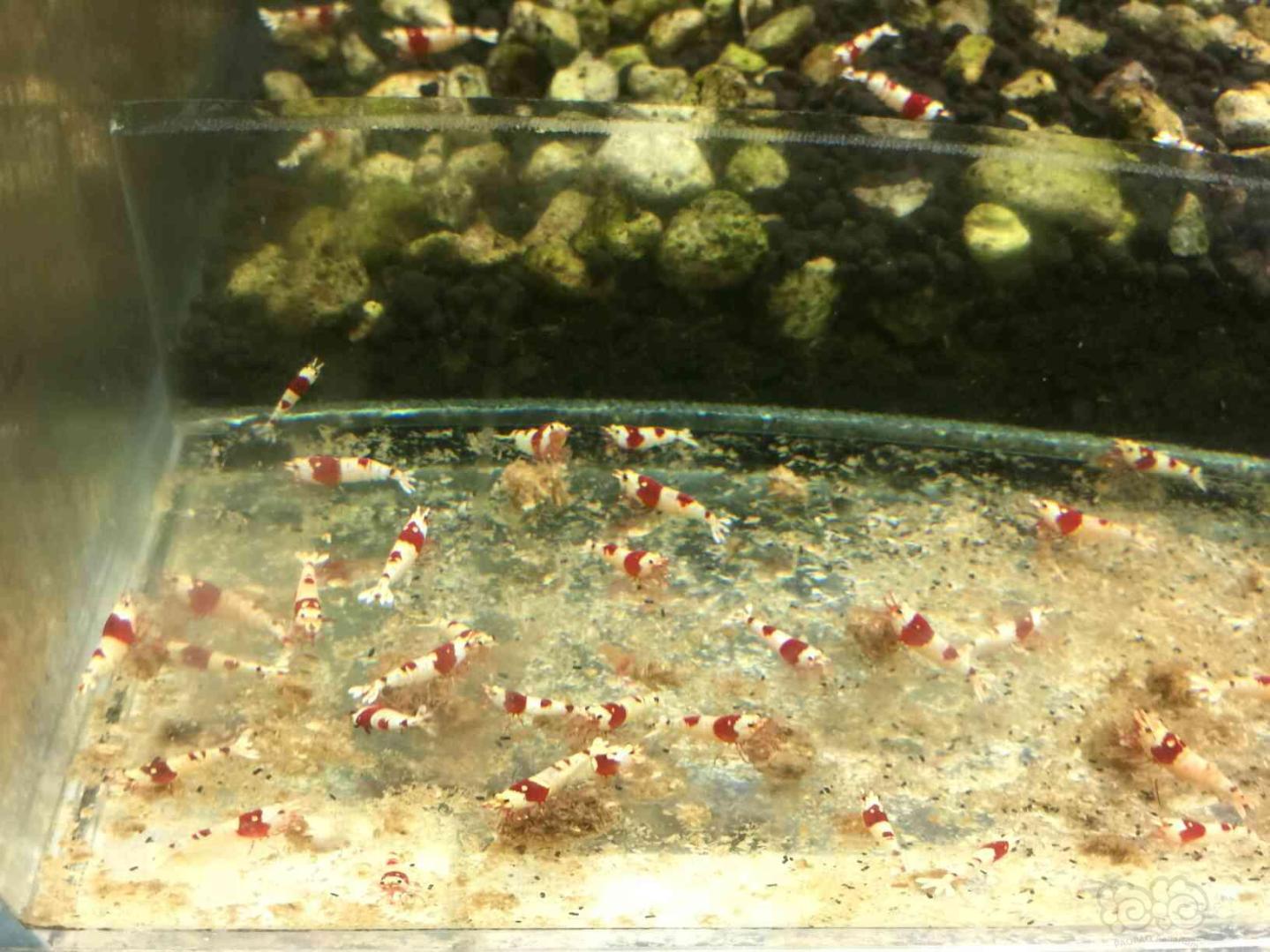 【出售】出售红白纯血水晶虾，丸禁，禁止级别3元，白躯级别6元，-图5