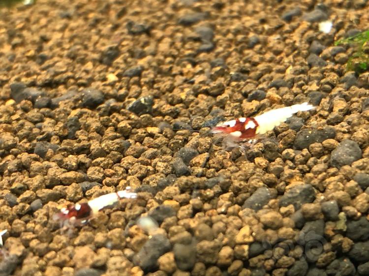 【虾】2018-04-04#RMB拍卖德系红洞头水晶虾高洞10只-图6