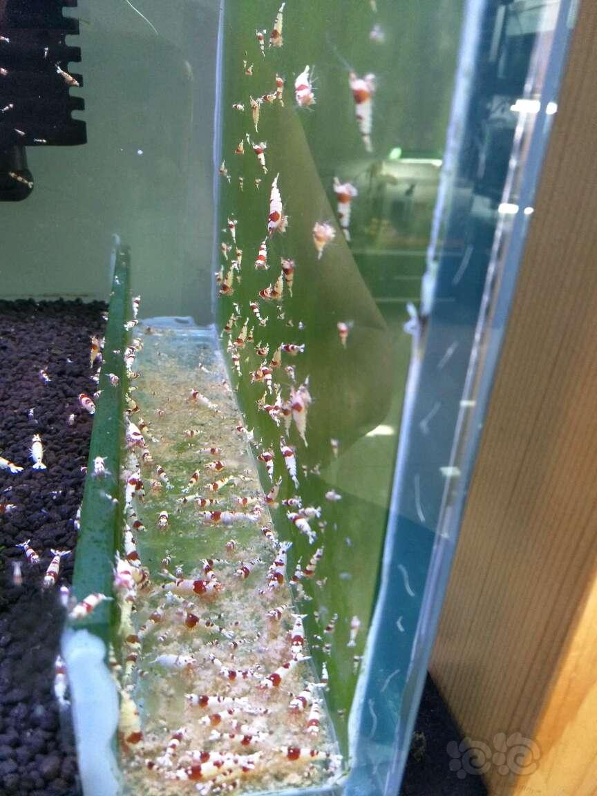 【出售】纯血红白水晶虾-图4