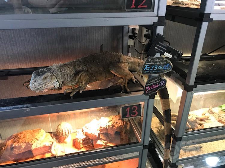 精品店大阪rockstar爬虫咖啡馆