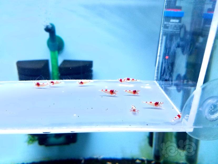 【虾】2018-04-17#RMB拍卖红白水晶虾10只-图1