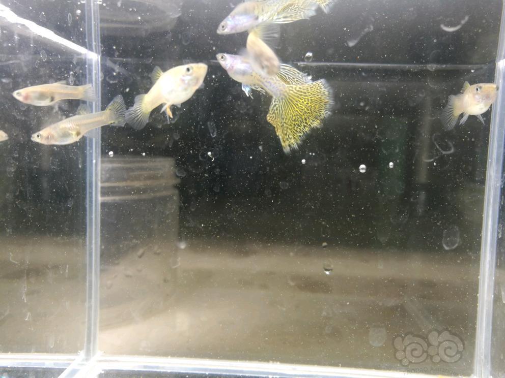 【出售】出金属黄蕾丝孔雀鱼-图3