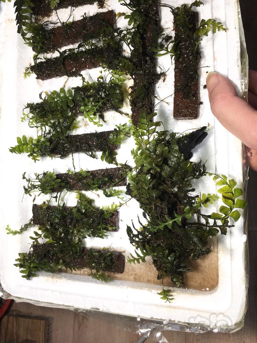 甩卖点爆藻的青木蕨和一小盆珊瑚莫斯-图3