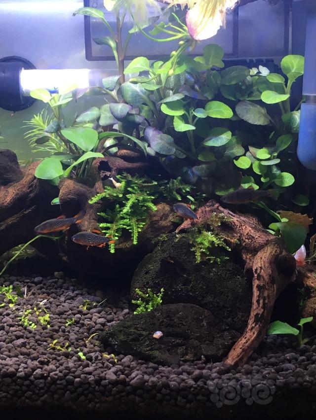 20厘米小缸造景