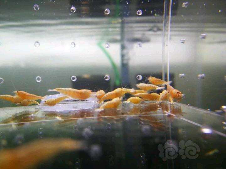 【虾】2018-04-04#RMB拍卖德系红洞头水晶虾淘汰白金虾100只-图1