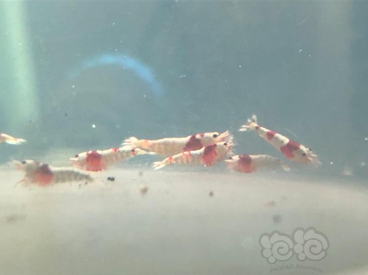 【虾】2018-04-15#RMB拍卖红白水晶虾20只-图3