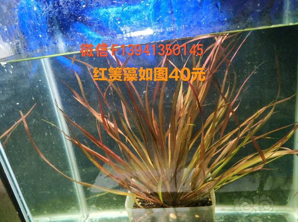 出售珊瑚莫斯红箦藻09霸王-图4