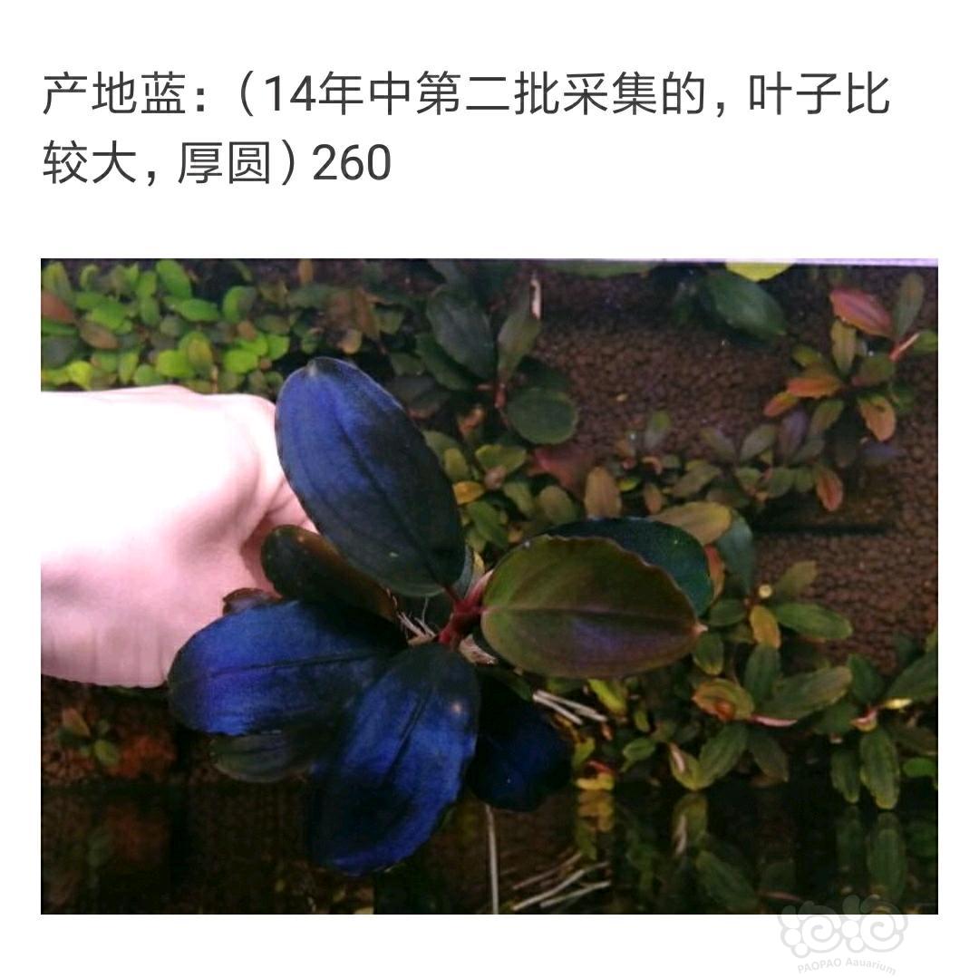 【辣椒榕】产地蓝，老曹货，便宜处理-图1