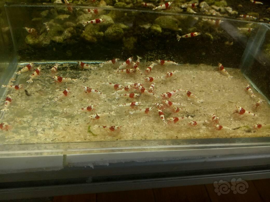 【出售】出售红白纯血水晶虾，丸禁，禁止级别3元，白躯级别6元。-图3