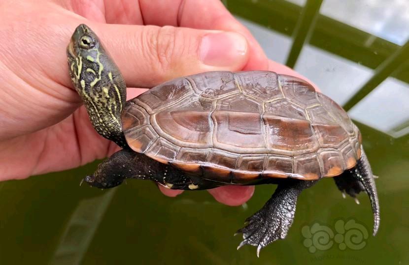 出售出售两个红壳小草龟