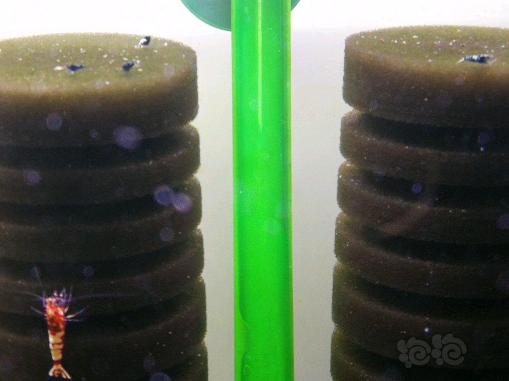 知虾漟光合硝化细菌开缸实录（八：终结篇）-图3