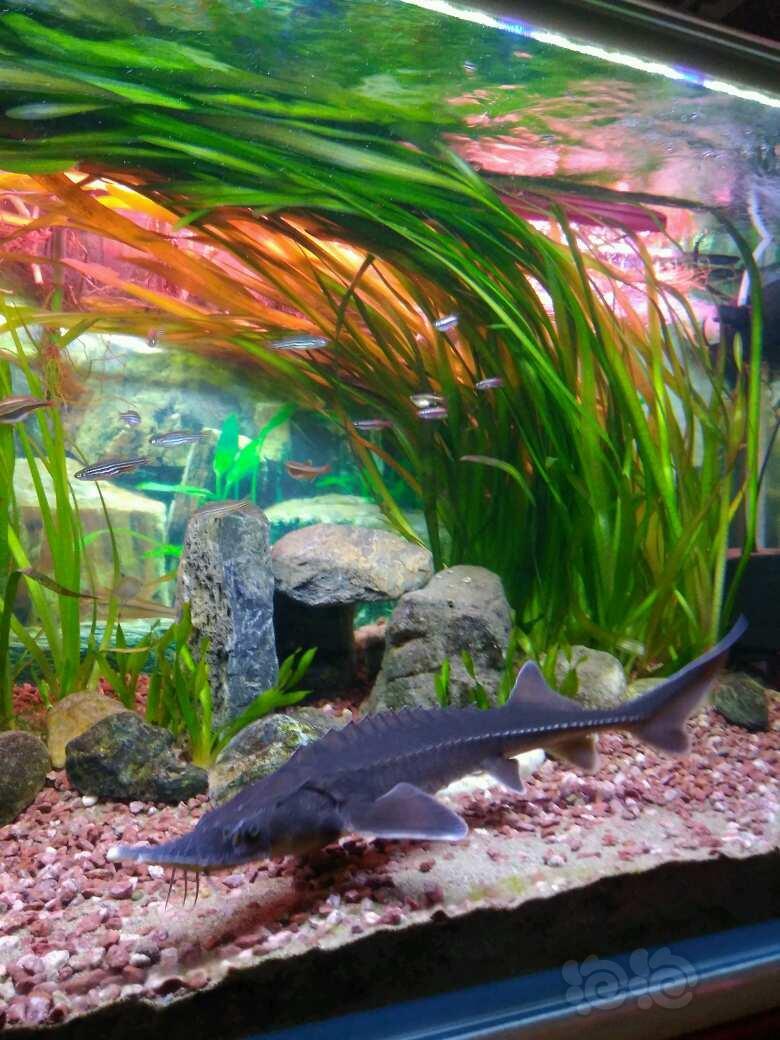 国内原生鱼生长速度放缓的小鲟