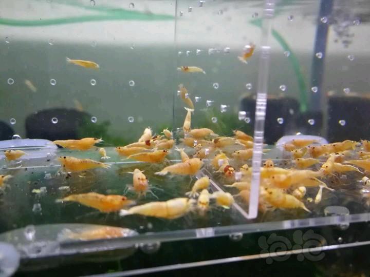 【虾】2018-04-05#RMB拍卖淘汰酒红白金虾100只-图1