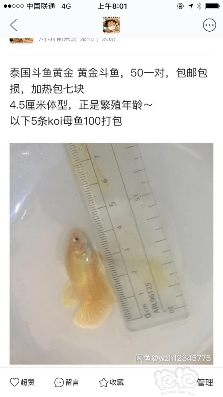 【出售】泰国斗鱼，黄金斗鱼-图1