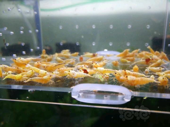 【虾】2018-04-05#RMB拍卖淘汰酒红白金虾100只-图6