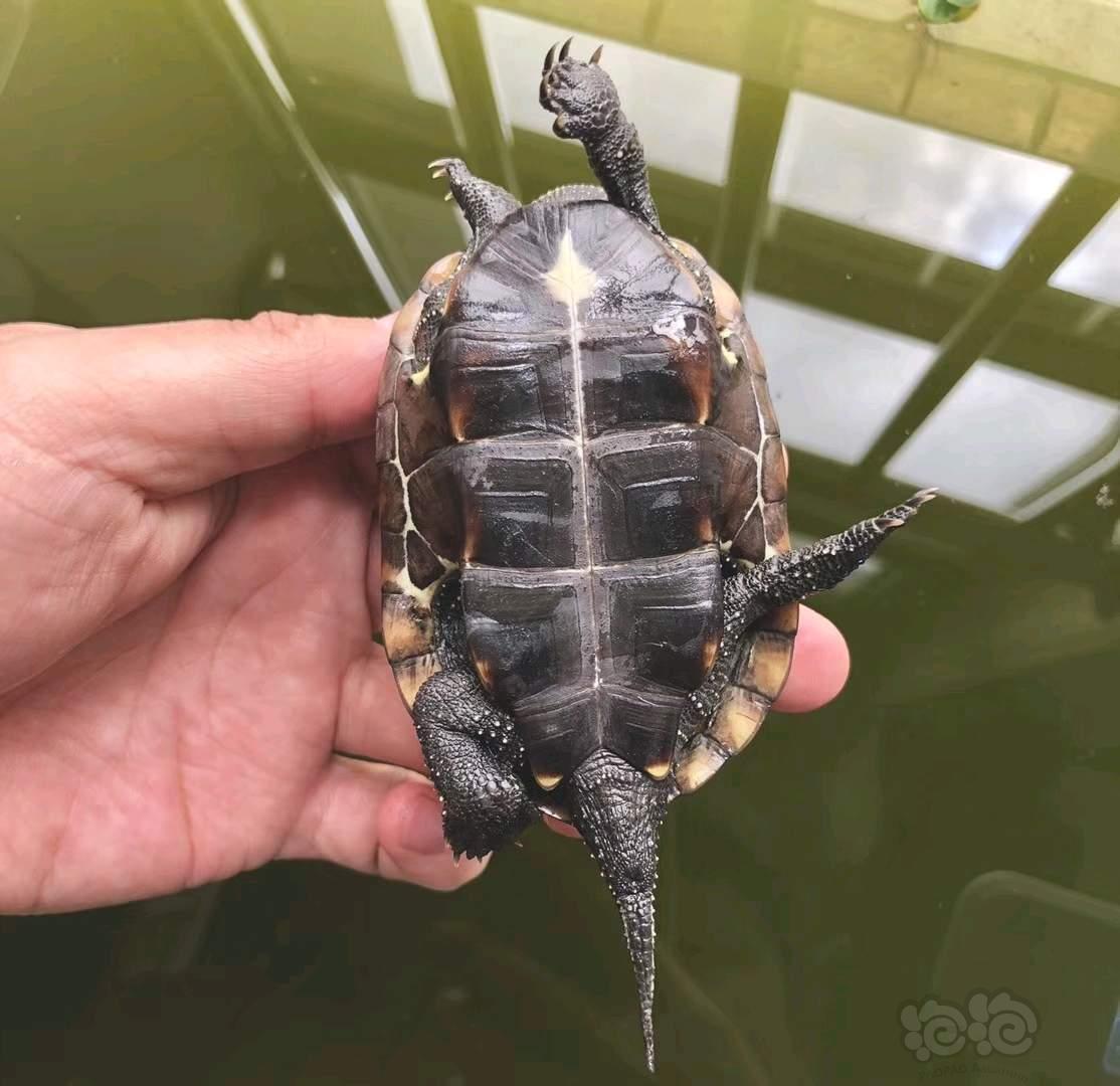 出售出售两个红壳小草龟