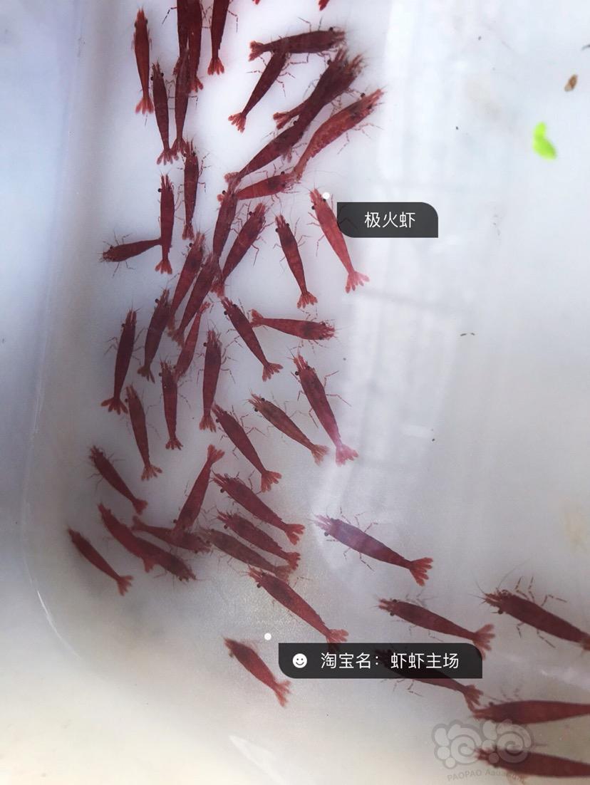 【出售】极火虾琉璃虾樱花虾-图5