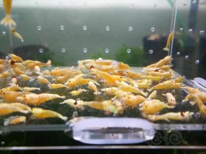 【虾】2018-04-05#RMB拍卖淘汰酒红白金虾100只-图4