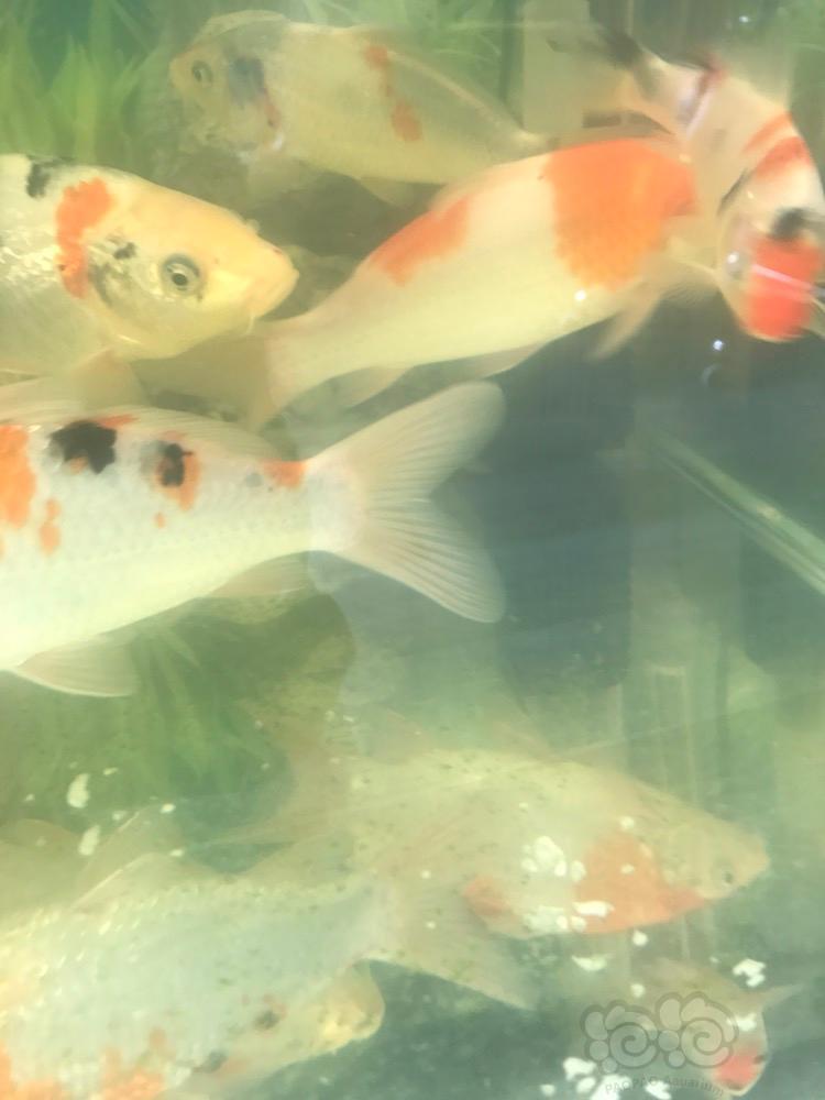 锦鲤锦鲤背鳍尾鳍充血