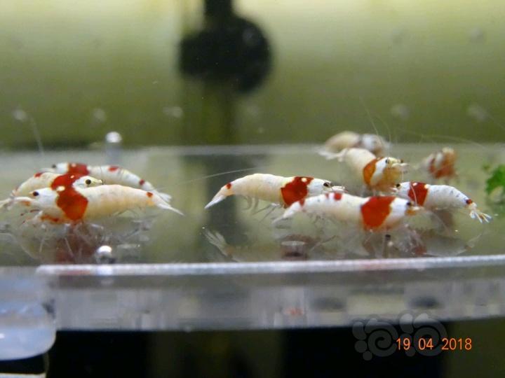 【虾】2018-4-19#RMB拍卖红白水晶虾50只-图2
