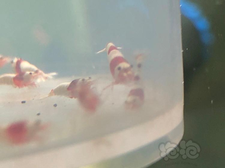 【虾】2018-04-16＃RMB拍卖红白水晶虾20只-图3